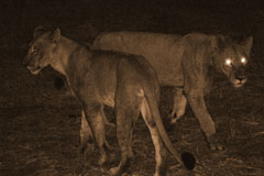 Lions at Dawn